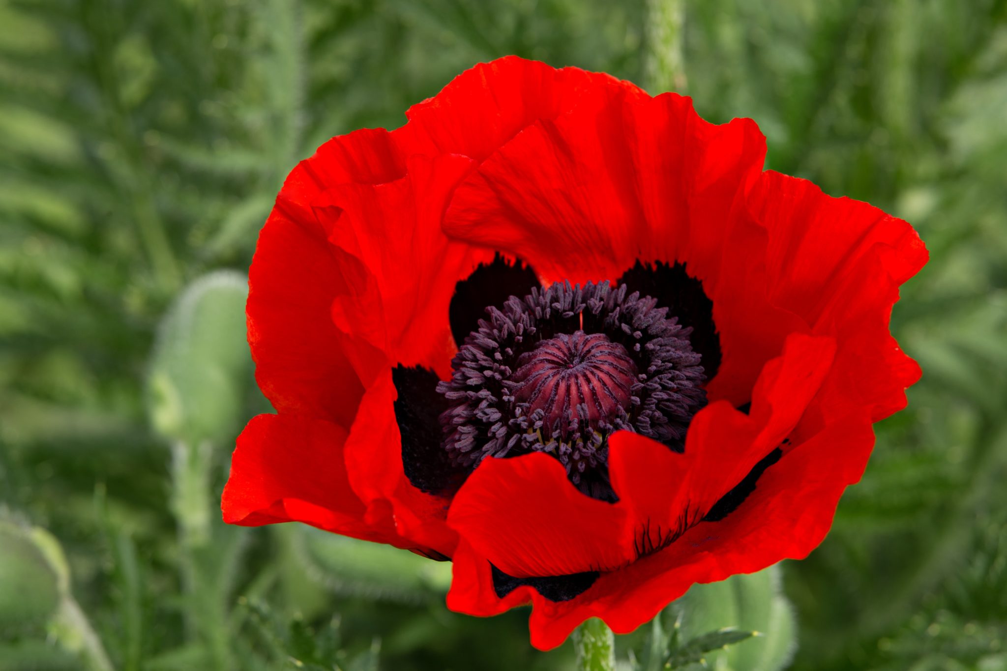 Coquelicot Poudre Herboristerie Pachamama Phyto