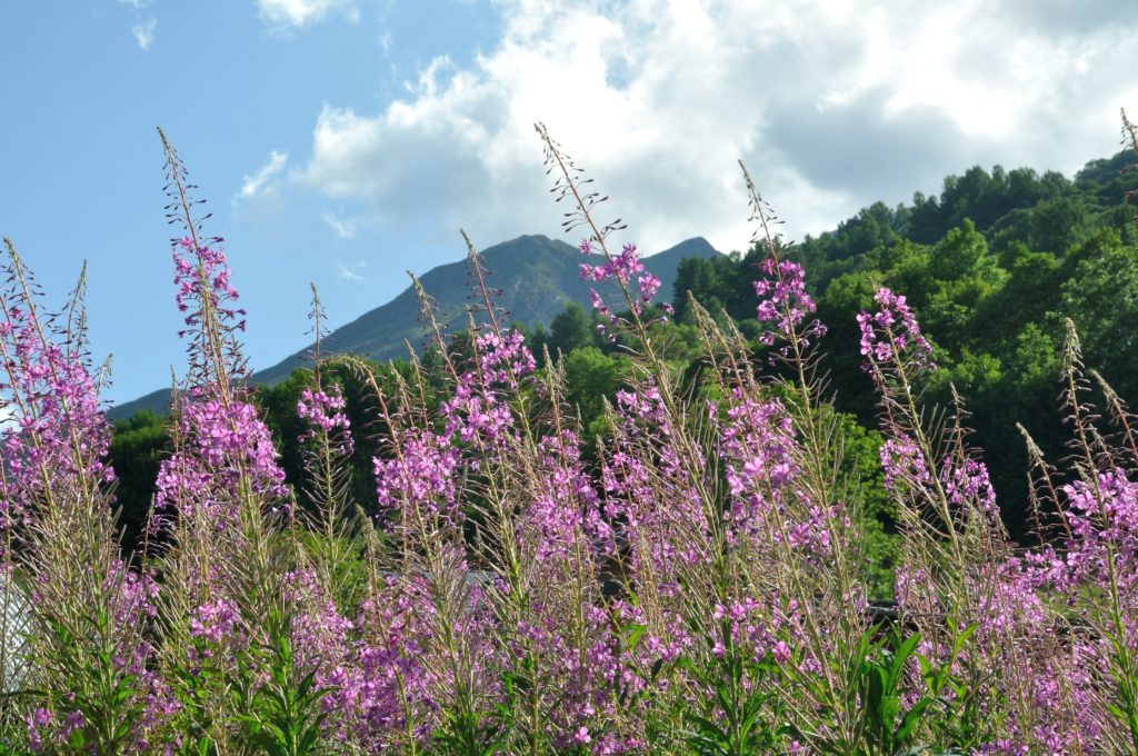 Epilobe Gélules Herboristerie Pachamama Phyto