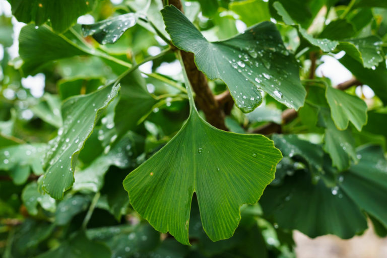 Ginkgo Biloba G Lules Herboristerie Pachamama Phyto