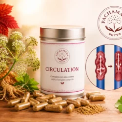 Boîte de Complément Circulation Pachamama Phyto entourée de feuilles de vigne rouge, de racine d'angélique, de gélules et d'une illustration représentant l'amélioration de la circulation veineuse.
