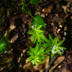 Aspérule odorante