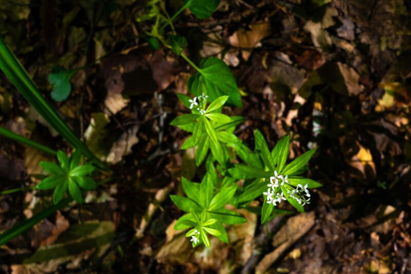 Aspérule odorante