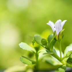 Bacopa monnieri