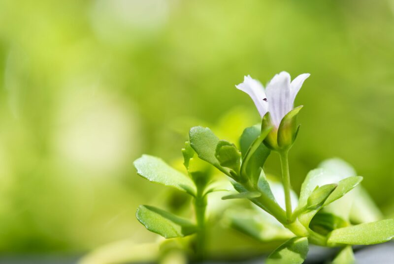 Bacopa monnieri