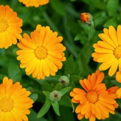 Calendula