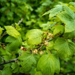 Cassis feuilles