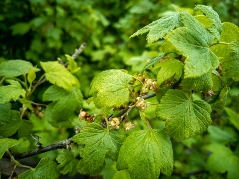 Cassis feuilles