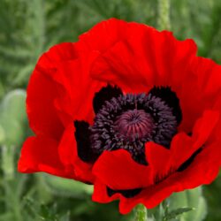 Coquelicot