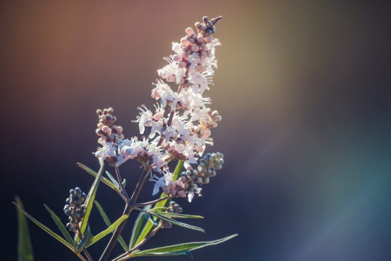 Vitex agnus castus