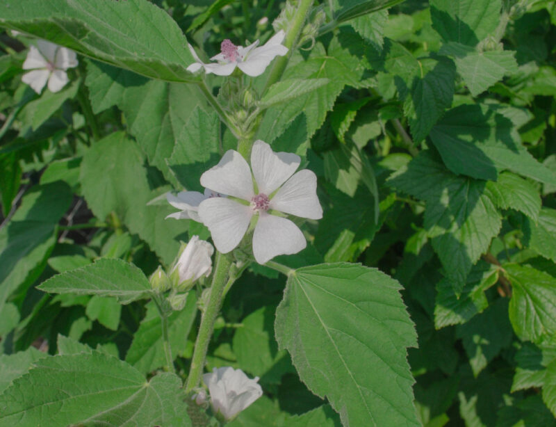 Althaea officinalis