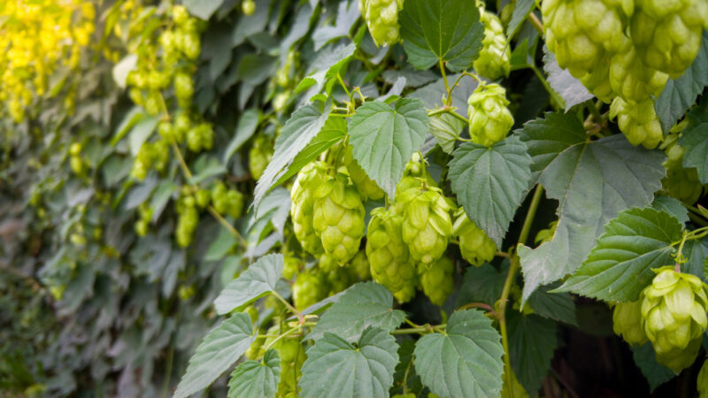 Humulus lupulus