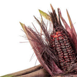 Zea mays