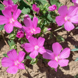 Malva sylvestris