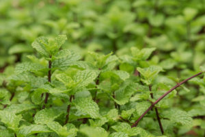 Mentha × piperita