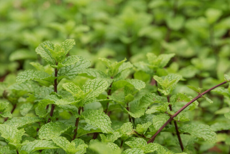 Mentha × piperita