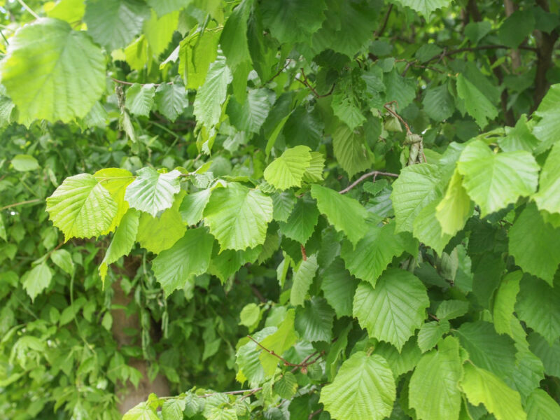 Feuilles de noisetier