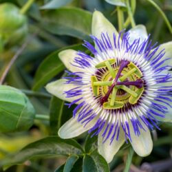 Passiflora incarnata