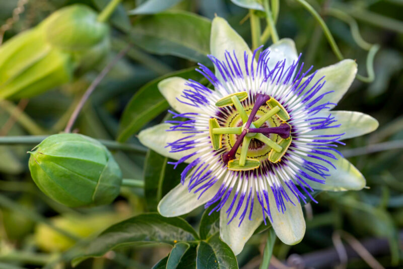 Passiflora incarnata