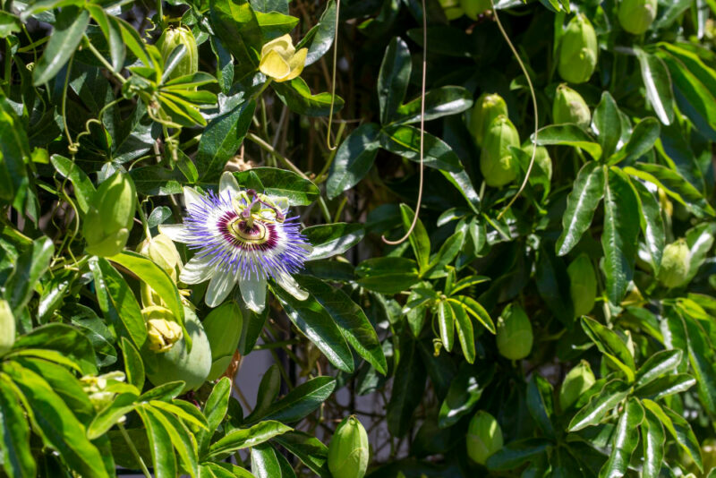 Passiflora incarnata