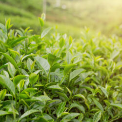 Camellia Sinensis