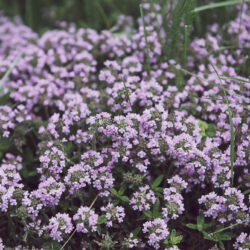 Thymus vulgaris