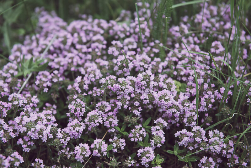 Thymus vulgaris