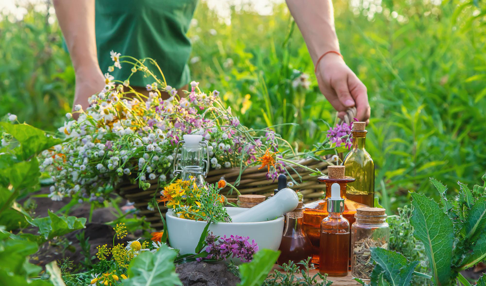 Formation herboristerie ~ Lot (46) Une grande autonomie dans l'usage des plantes médicinales.