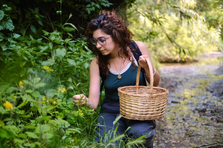 Herboriste cueillant des plantes sauvages en milieu naturel, illustrant la reconnexion au vivant et l’approche traditionnelle de l’herboristerie portée par Pachamama-phyto.