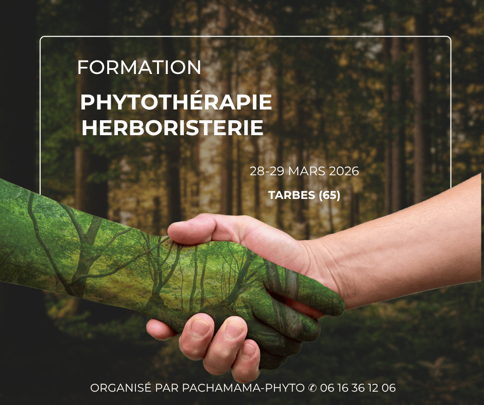 Une main humaine serrant une main végétale symbolisant le lien entre l’homme et les plantes, avec le texte “Formation Herboristerie Phytothérapie – 28–29 mars 2026 – Pachamama Phyto”.
