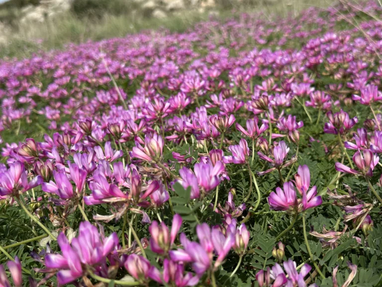 Champ de fleurs d’astragale, plante médicinale utilisée en herboristerie traditionnelle par Pachamama-Phyto