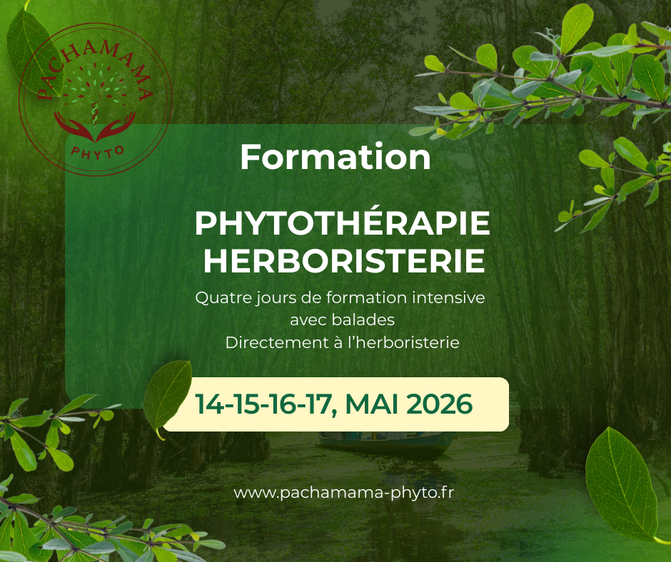 Formation en phytothérapie et herboristerie à Pachamama-phyto, quatre jours de transmission pratique avec balades botaniques, mai 2026 à Damiatte