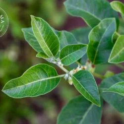 Ashwagandha - vrac