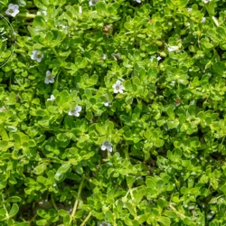 Bacopa - Vrac