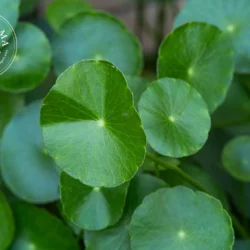 Centella  asiatica - Vrac