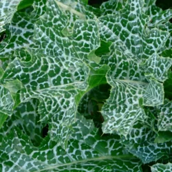 Chardon-Marie - FEUILLES - Vrac