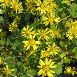 Chrysantellum - Vrac