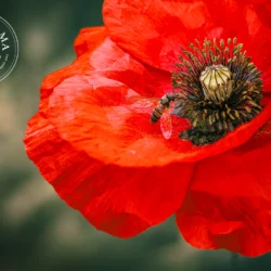 Coquelicot - Vrac