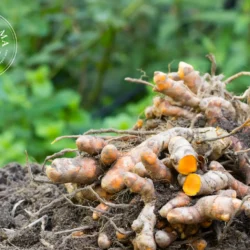 Curcuma - Vrac