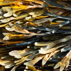 Fucus vésiculeux vrac