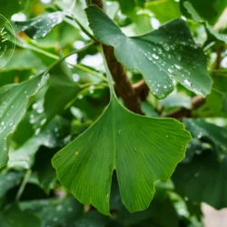 Ginkgo biloba - Vrac