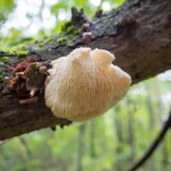 Hericium (Poudre) - Poudre