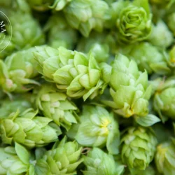 Houblon - Vrac