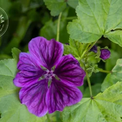 Mauve (Fleurs) - Vrac