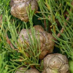 Noix de cyprès - Vrac