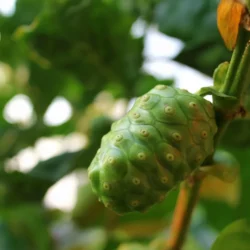 Noni (fruit)- Vrac
