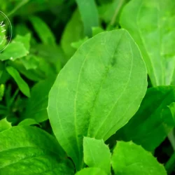 Plantain - Vrac