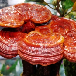 Reishi - Gélules