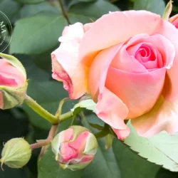 Rose - Vrac