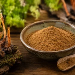Cordyceps poudre
