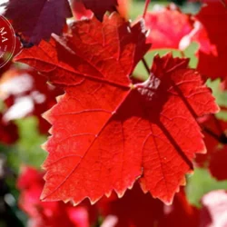 Vigne rouge - Vrac
